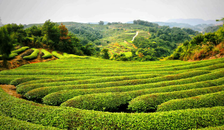大渡岗万亩茶园.jpg