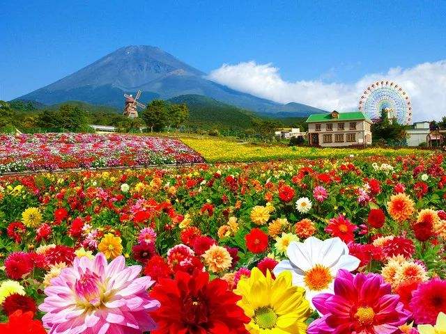 花海.jpg