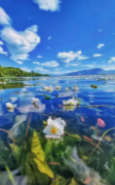 d9d4d554-08a9-4aa0-bd6c-48a306f5703e.png